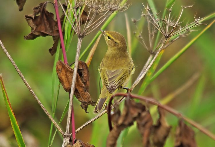 IMGP1139ab IMGP1139ab