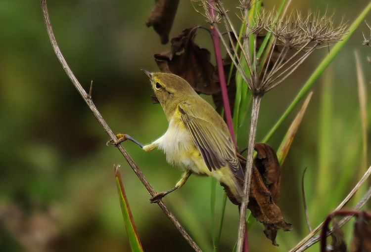 IMGP1143ab IMGP1143ab