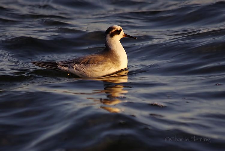 IMGP0252a:b IMGP0252a:b