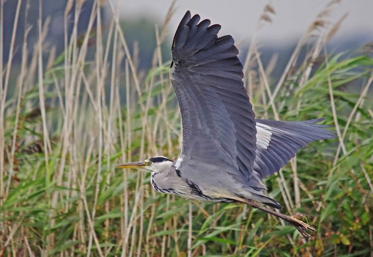 Heron in Flight copy