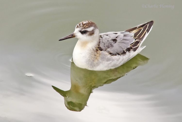 Grey Phalarope Blog