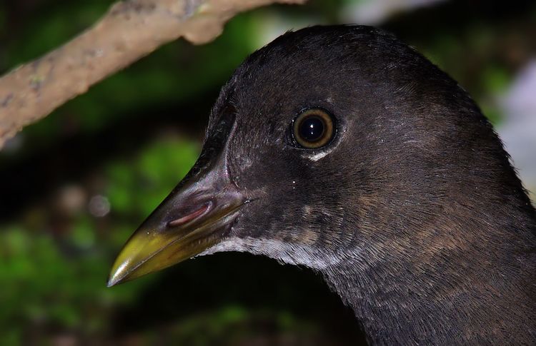 Juvenile Moorhen