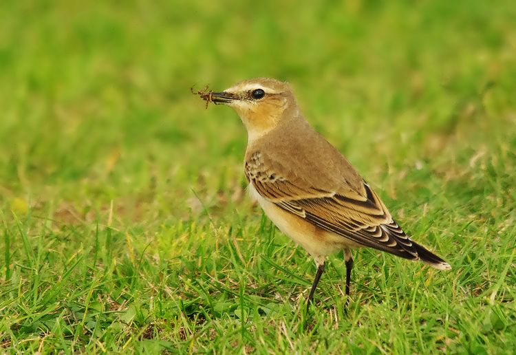 IMGP2968a_edited-1 IMGP2968a_edited-1