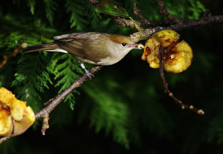 Ring wearing blackcap Ring wearing blackcap