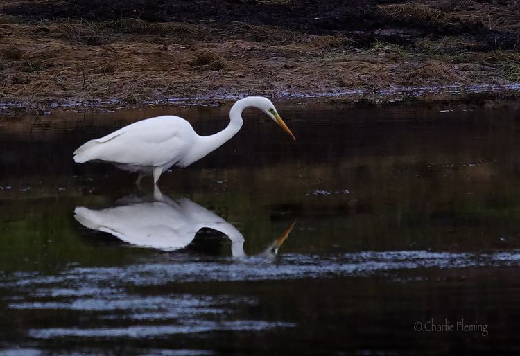 IMGP9505_edited-1 IMGP9505_edited-1