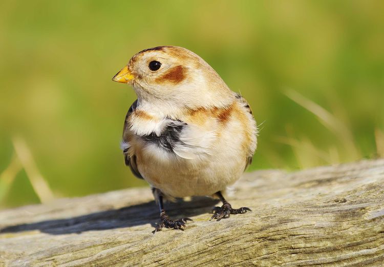 Snow Bunting cose_edited-1