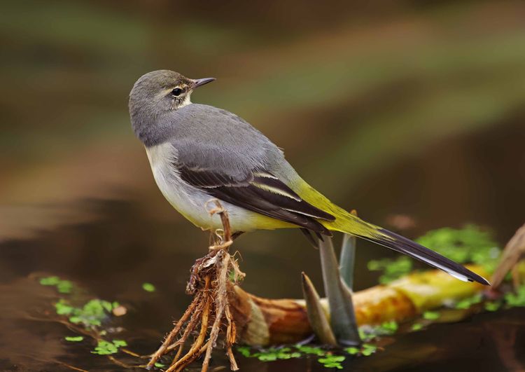 139057262.s301ybgz.IMGP8127a 139057262.s301ybgz.IMGP8127a