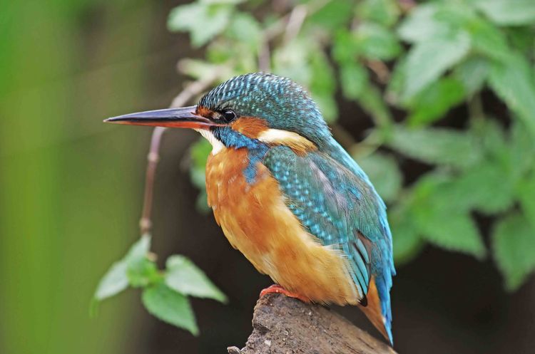 139057275.hO5HXl4j.IMGP8041a_edited1 139057275.hO5HXl4j.IMGP8041a_edited1