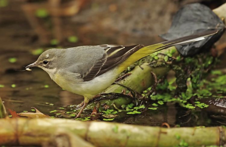 IMGP6824a_edited-1 IMGP6824a_edited-1