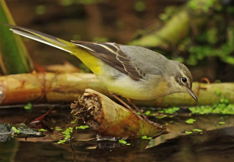 IMGP6852a-a IMGP6852a-a