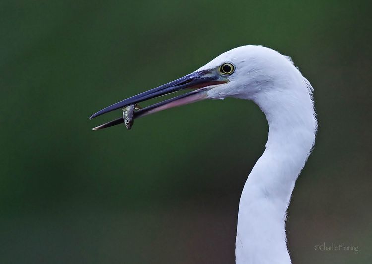 With Stickleback a_edited-1 With Stickleback a_edited-1