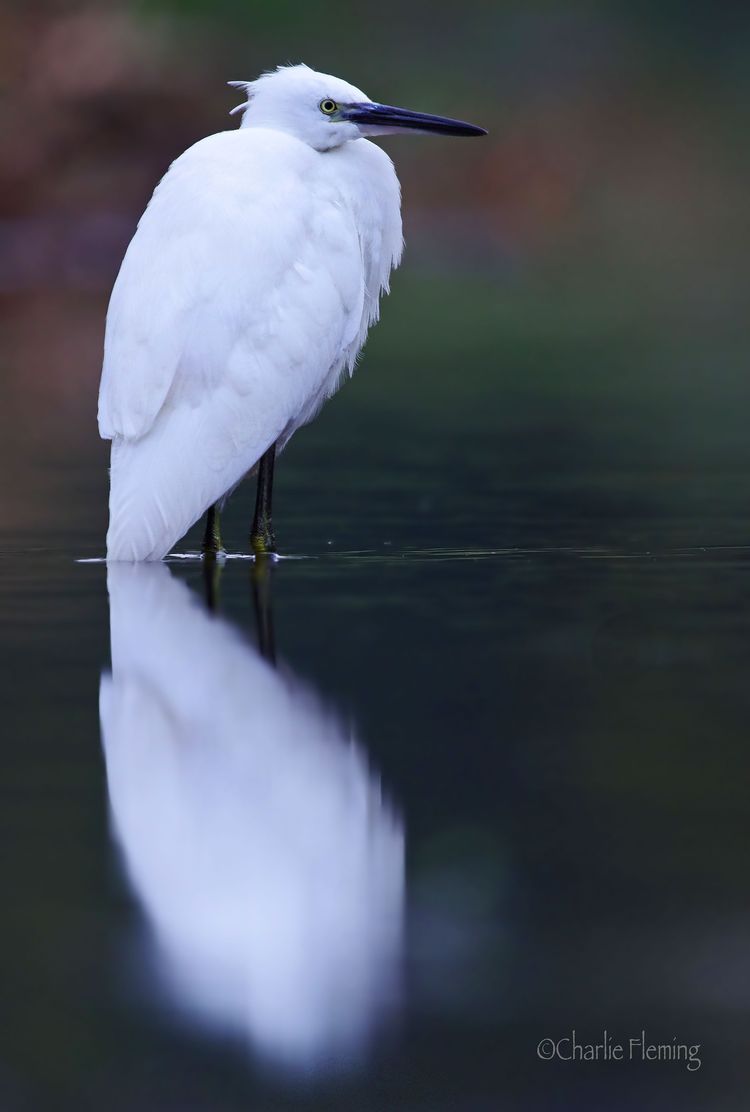 Egret at Dawn_edited-1 Egret at Dawn_edited-1