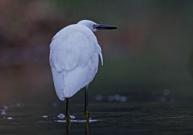 IMGP5561ab IMGP5561ab