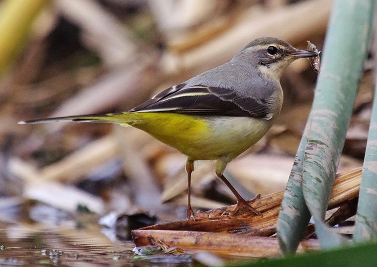 Fish looking right_edited-1