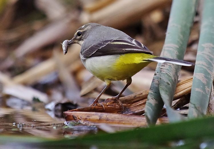 Fish looking left_edited-1