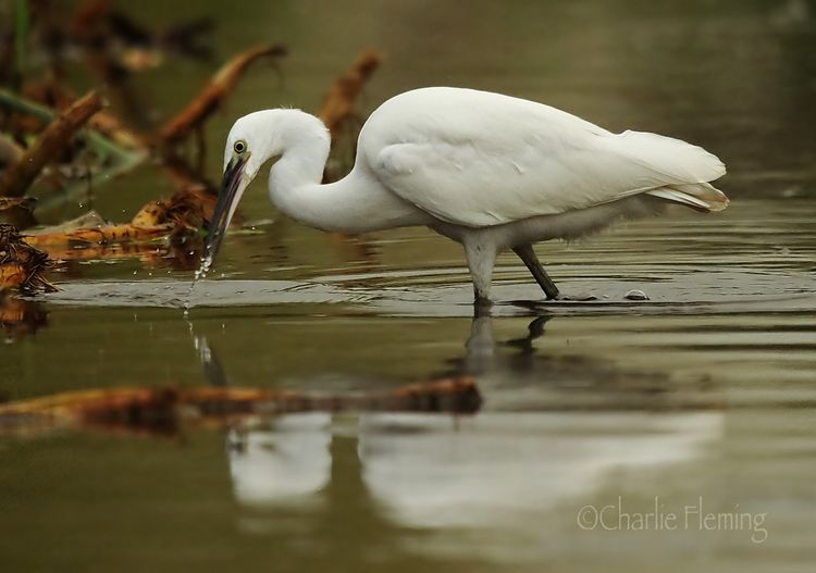 Little egret Wednesday