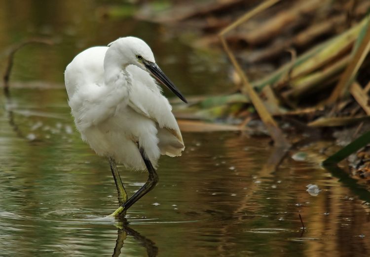Egret