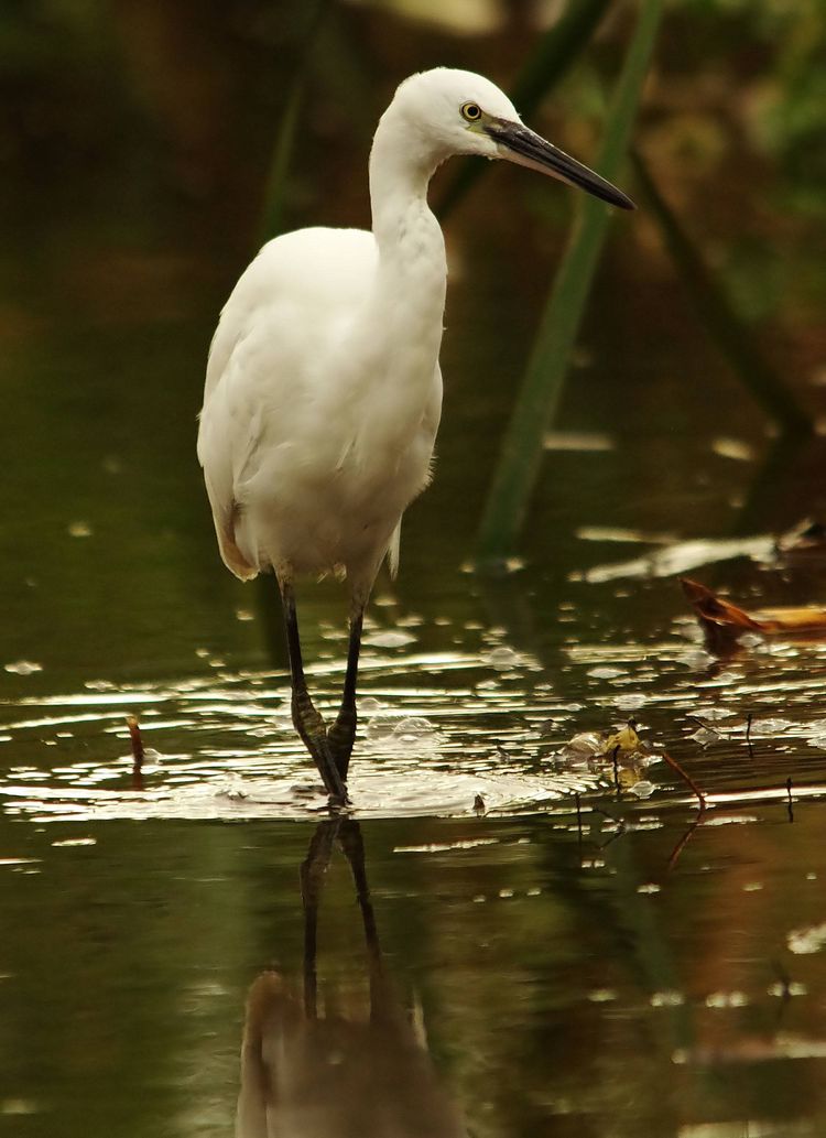 Egret 7
