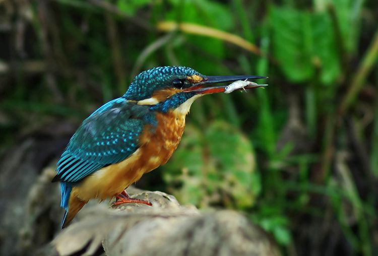 KINGFISHER