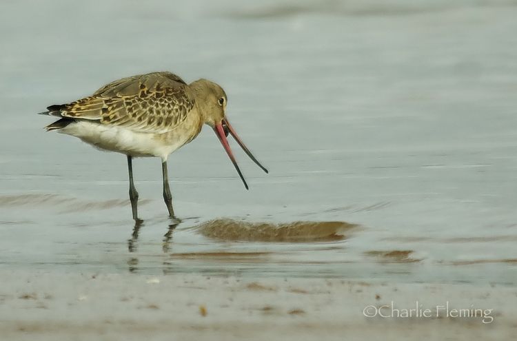 BTGodwit