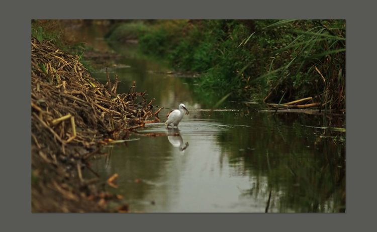 The Brook and Egret