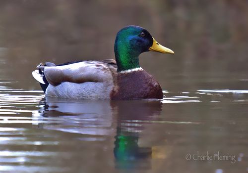 Drake Mallard