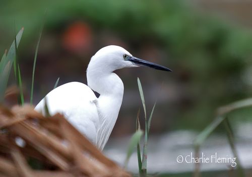 Lit egret 28th nov_edited-1