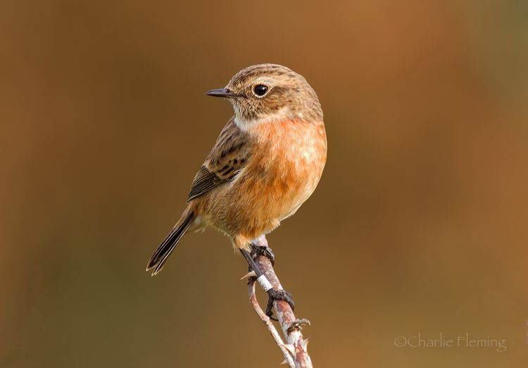 IMGP4220_edited-1 IMGP4220_edited-1