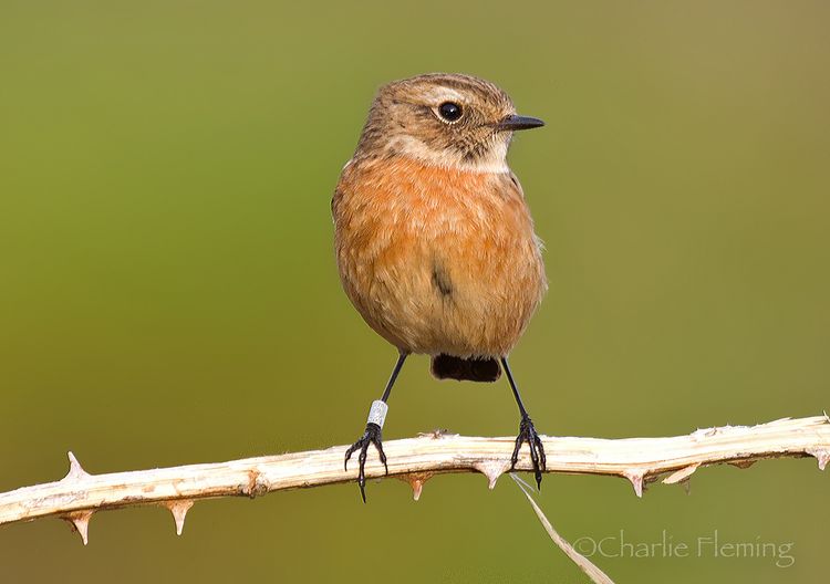 Hen Stonechat_edited-1 Hen Stonechat_edited-1
