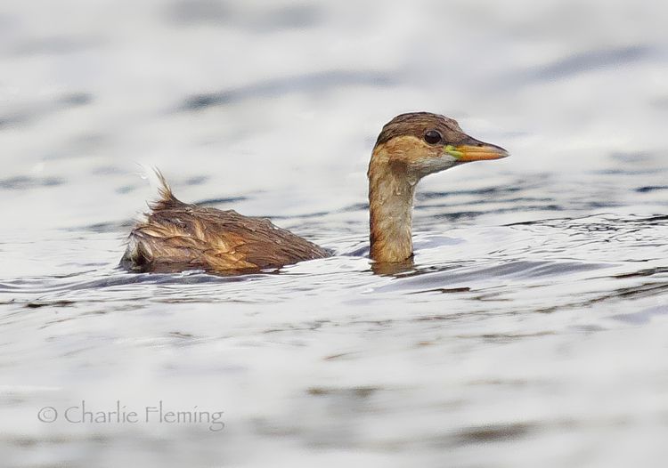 Little Grebe Little Grebe