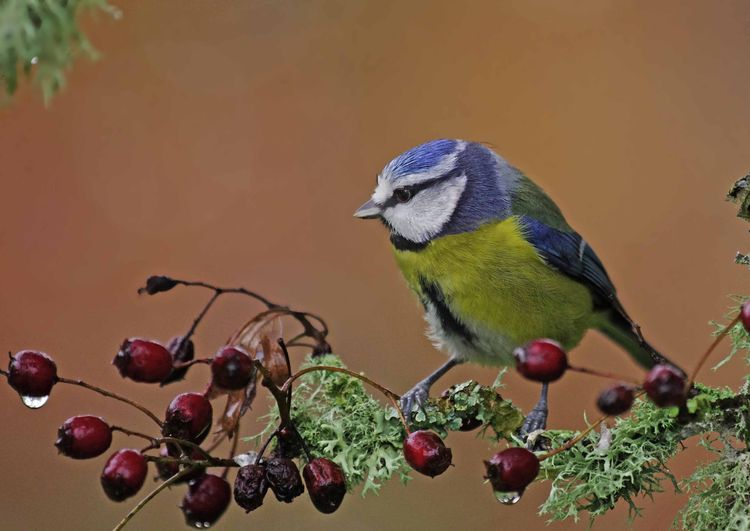 BLUE TIT 3
