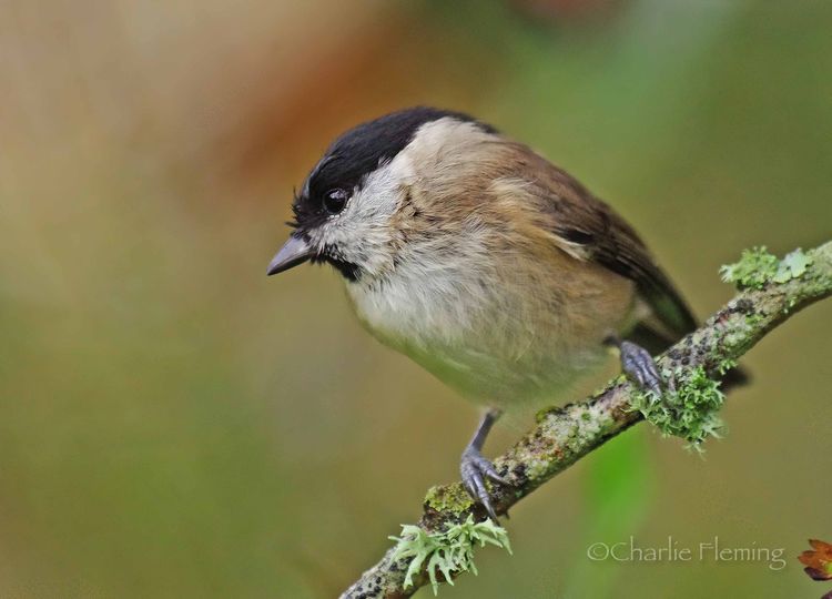 Marsh Tit_edited-1