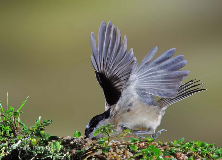 Marsh Tit 2_edited-1 Marsh Tit 2_edited-1