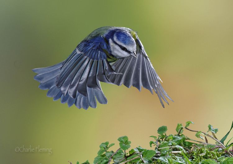 Blue Tit again_edited-2