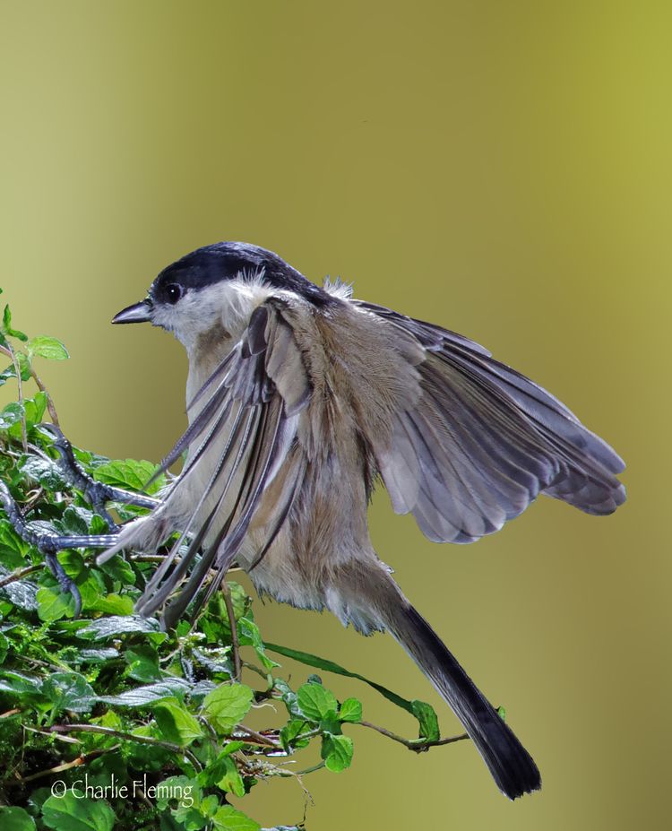 Marsh TIT
