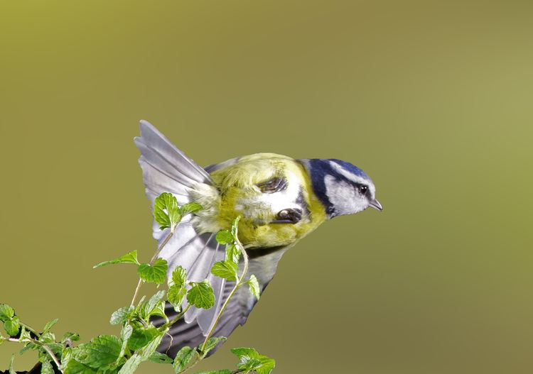Blue tit