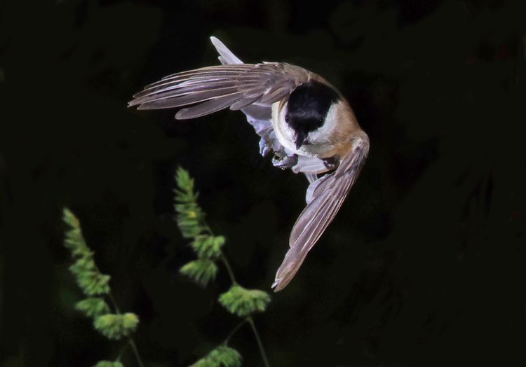 CTit Flies in copy