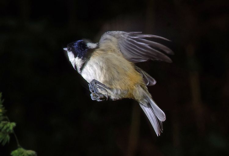 Coal tit copy_edited-3