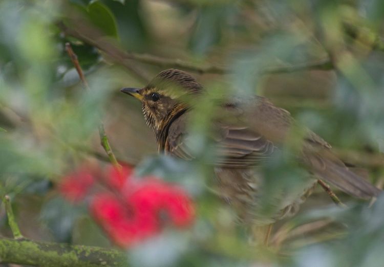 Redwing in the garden