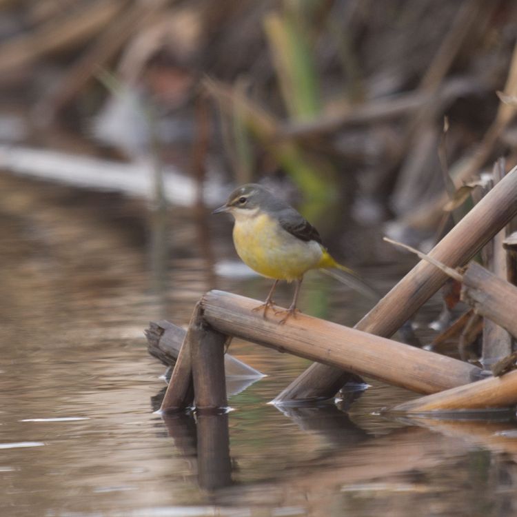 Yellow Wagtail
