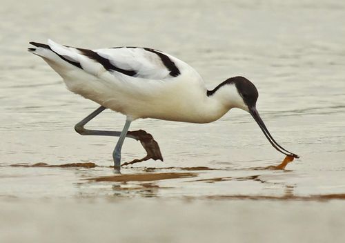 Avocet 4