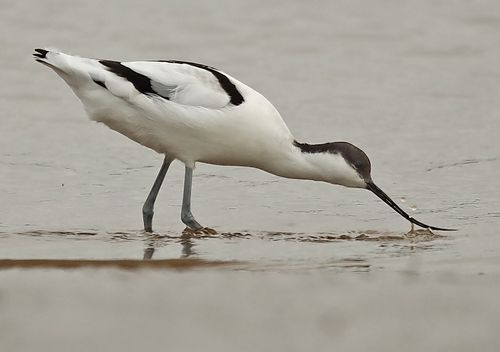 Avocet 1