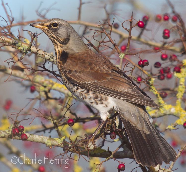 Fieldfare