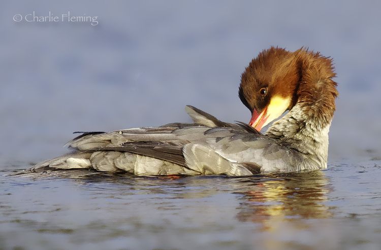 6a00e54ef87d4088330162fc8ce169970d-750wi