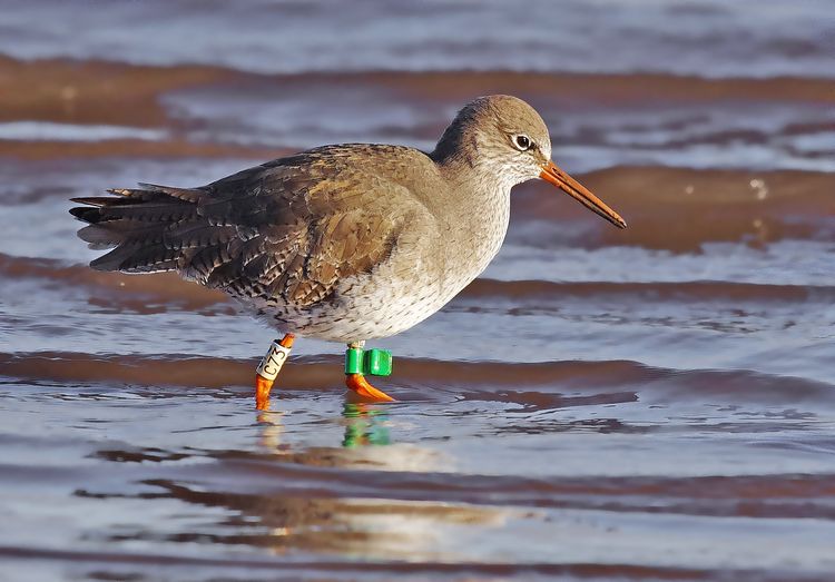 Redshank2