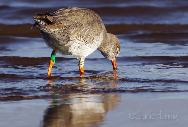 Redshank
