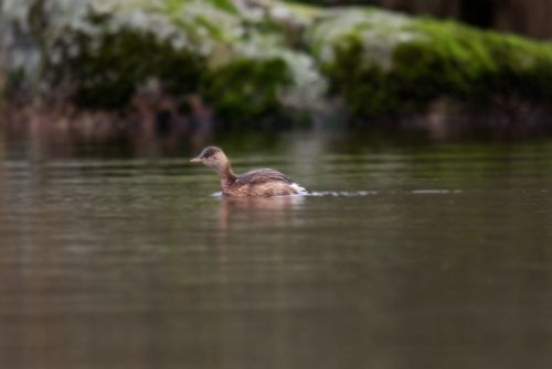 Dabchick