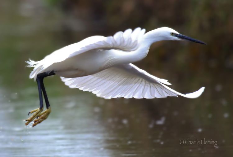 Little Egret