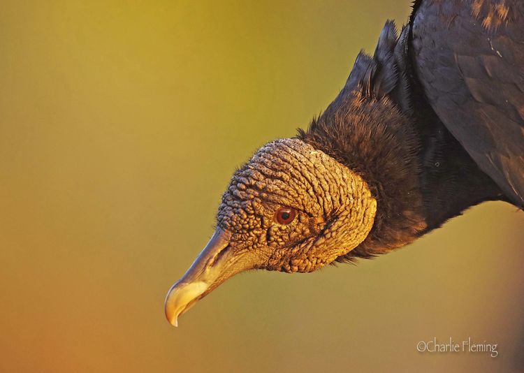 Black Vulture at dawn 3