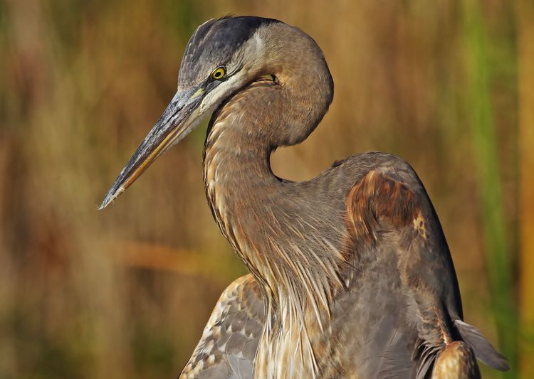 Black Vulture at dawn 3